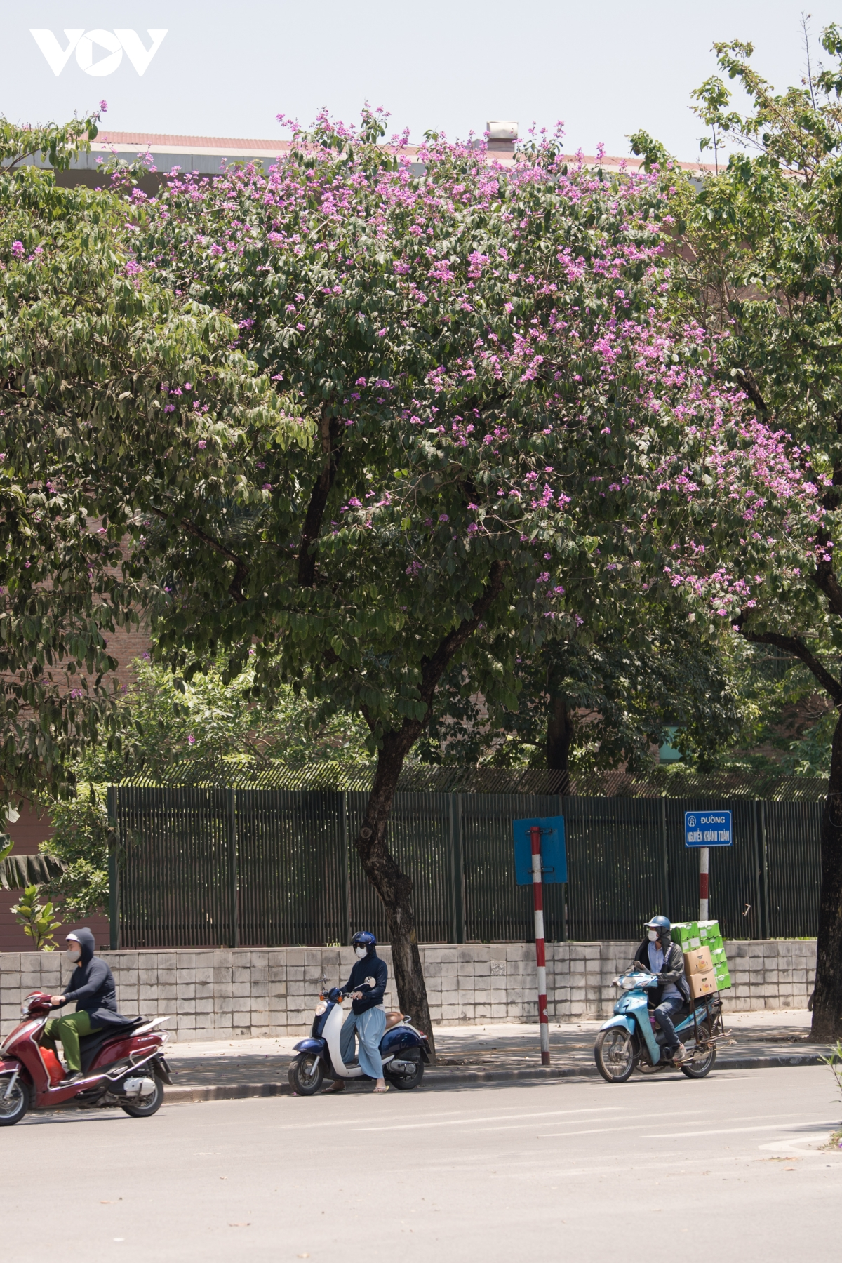 The crape-myrtle trees are tall with large foliages, and long branches.  (Photo: VOV) 