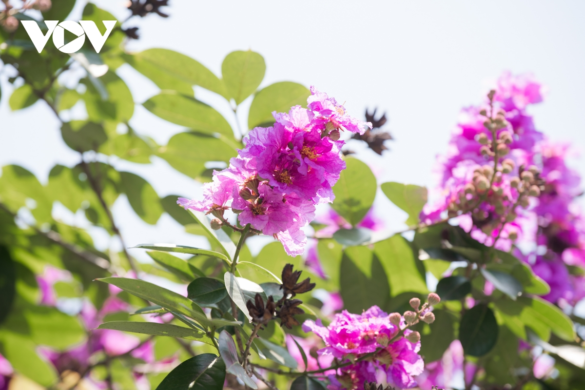 The crape-myrtle flowers show off their exquisite beauty under the sunlight of May.  (Photo: VOV) 
