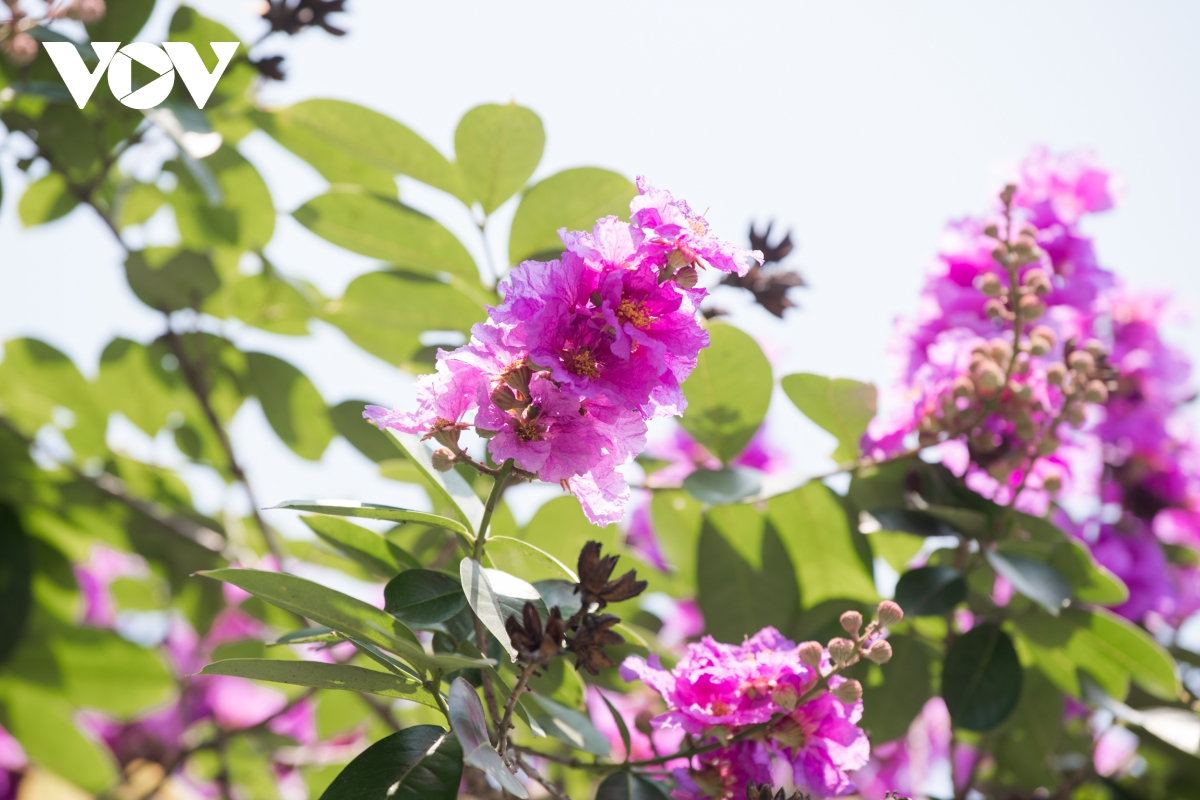 The crape-myrtle flowers show off their exquisite beauty under the sunlight of May. (Photo: VOV) The crape-myrtle flowers show off their exquisite beauty under the sunlight of May. (Photo: VOV)