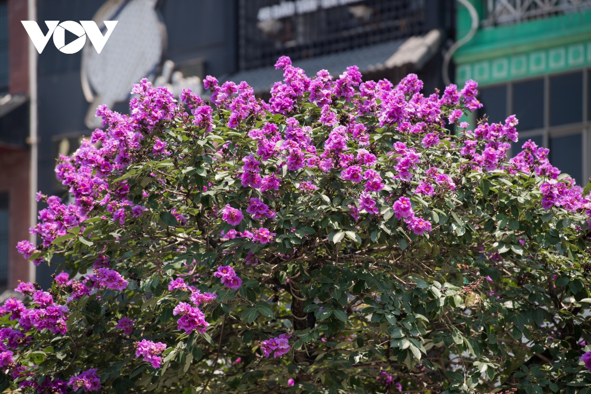 The crape-myrtle flowers bring back the old childhood memories and student years, which made people emotional. (Photo: VOV) The crape-myrtle flowers bring back the old childhood memories and student years, which made people emotional. (Photo: VOV)