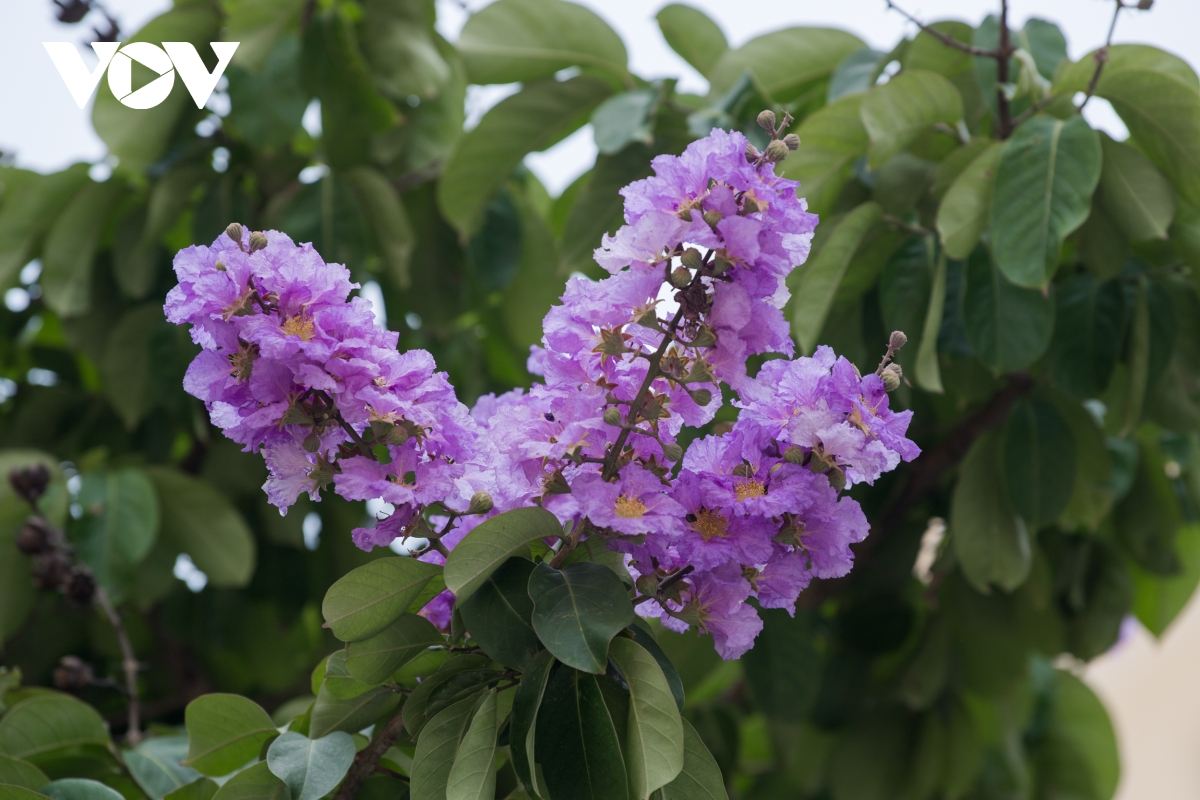 Crape-myrtle flowers have different colours, including purple, pink and pale white. However, purple crape-myrtle flowers are most familiar to Hanoians. (Photo: VOV) Crape-myrtle flowers have different colours, including purple, pink and pale white. However, purple crape-myrtle flowers are most familiar to Hanoians. (Photo: VOV)