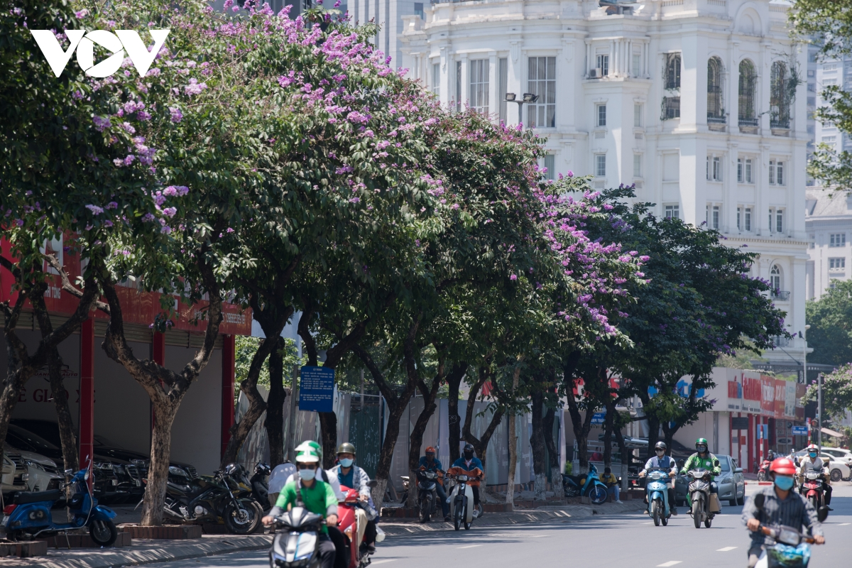 The flowers with colours symbolising faithfulness have become an indispensable part in the life of capital residents. (Photo: VOV) 