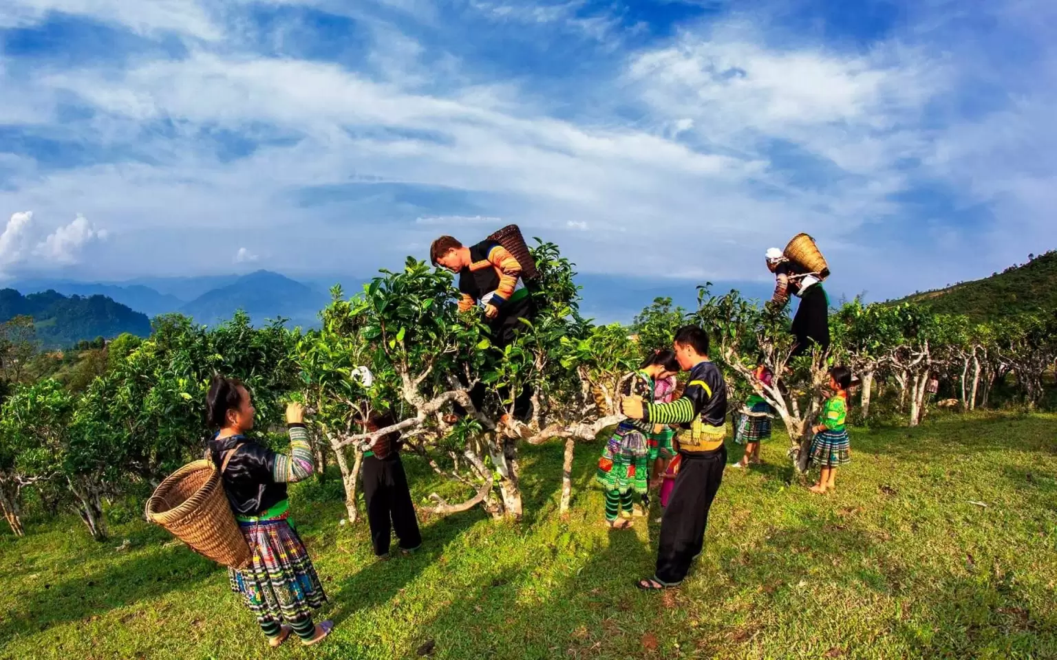 Suoi Giang gets its fame for growing over hundred years old tea trees, which provide the famous Shan Tuyet tea. (Photo: Vietnamtravel) 