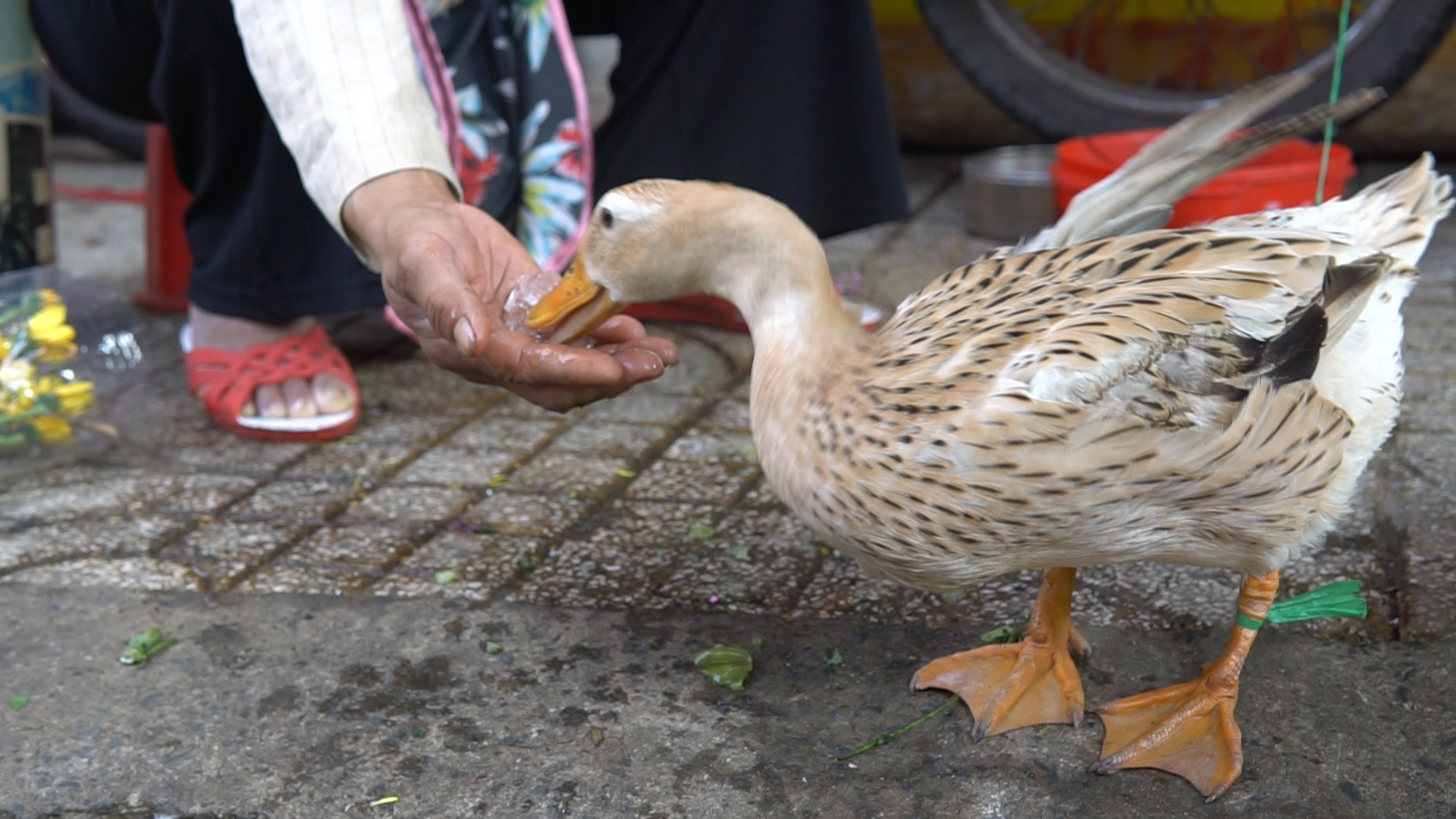 The ducks love ice cubes (Photo: Thanh Nien) 