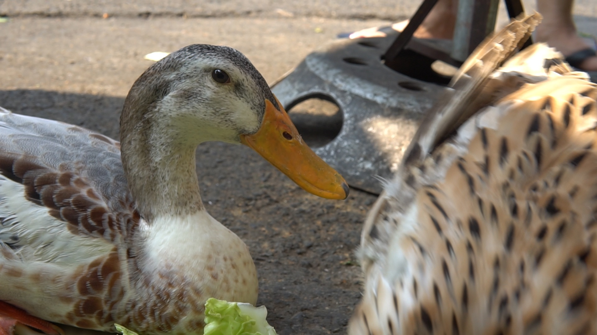 The male duck is said to be more docile than the female. Photo: Quyen Tran 