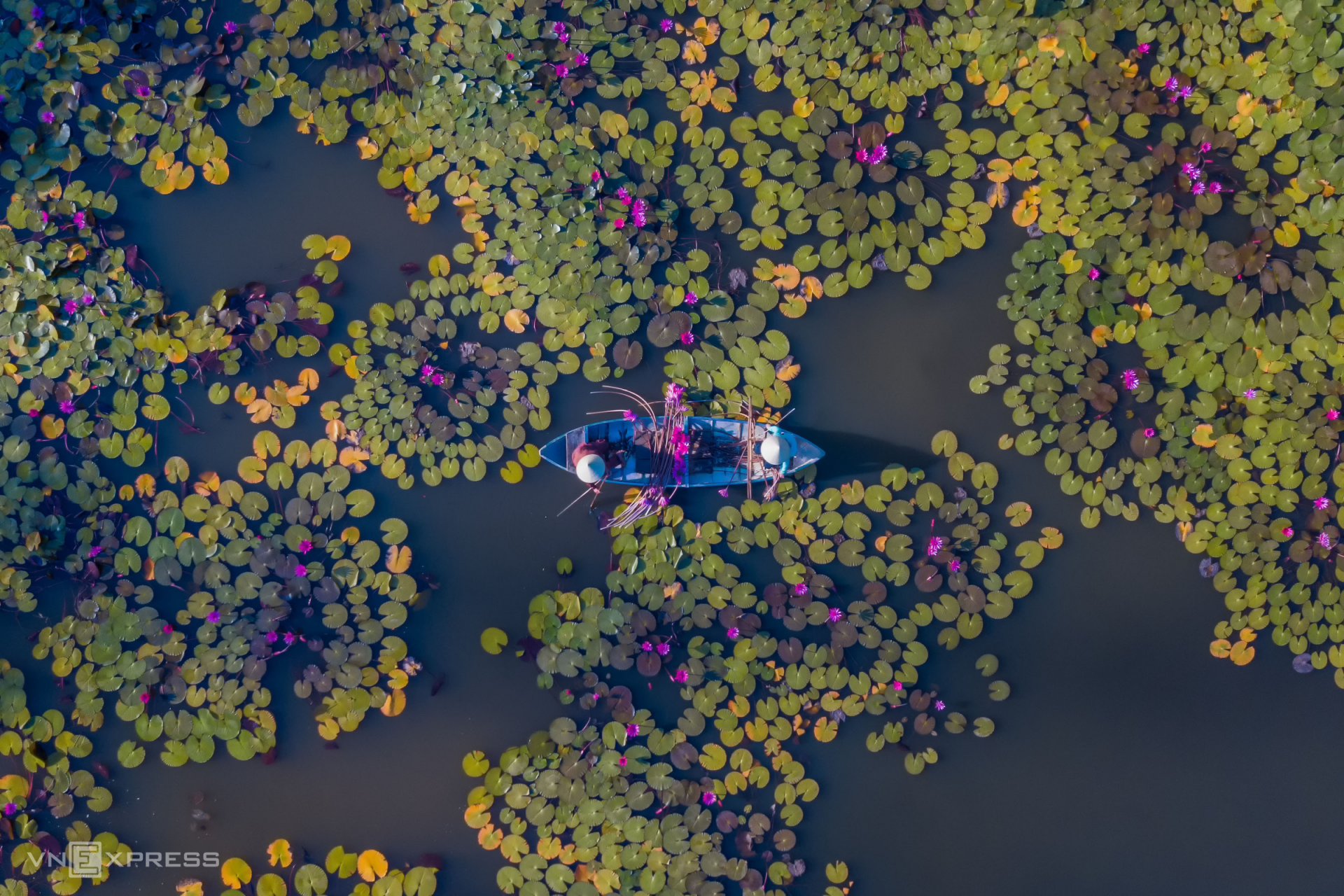 Mesmerising water lily pond at the foot of Eo Gio Pass