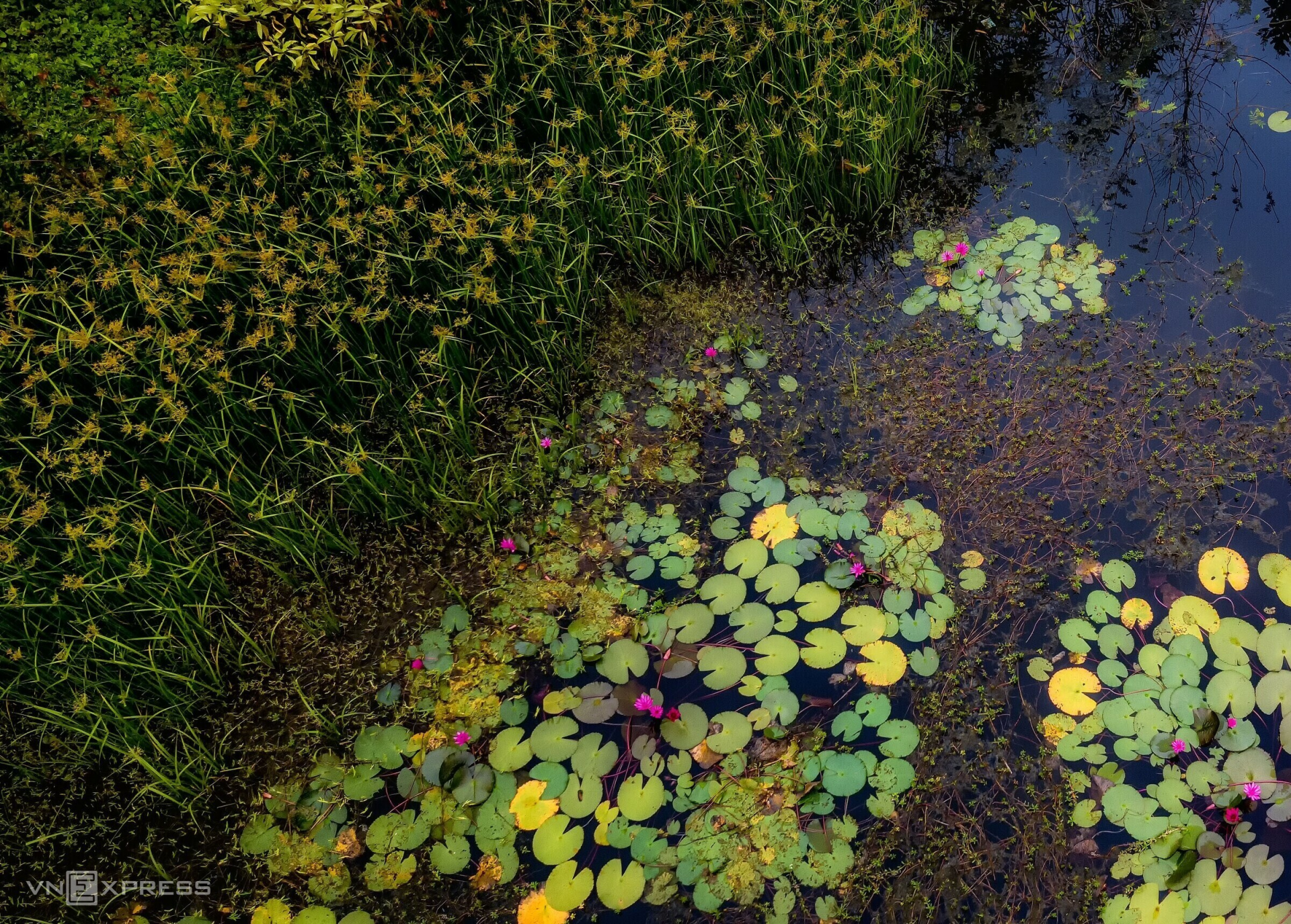 Around the water lily pond are reeds that add to its beauty. (Photo: VnExpress) 