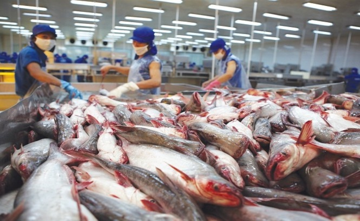 The US has continuously increased its pangasius imports from Vietnam. Photo: VOV