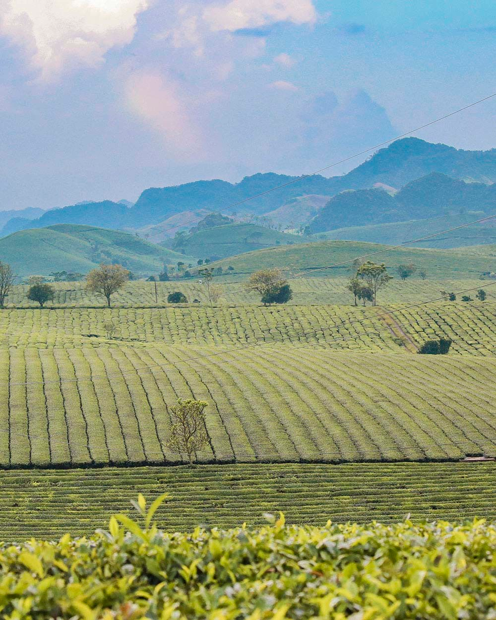 Moc Chau Tea Plantation. Photo: Duc Giang