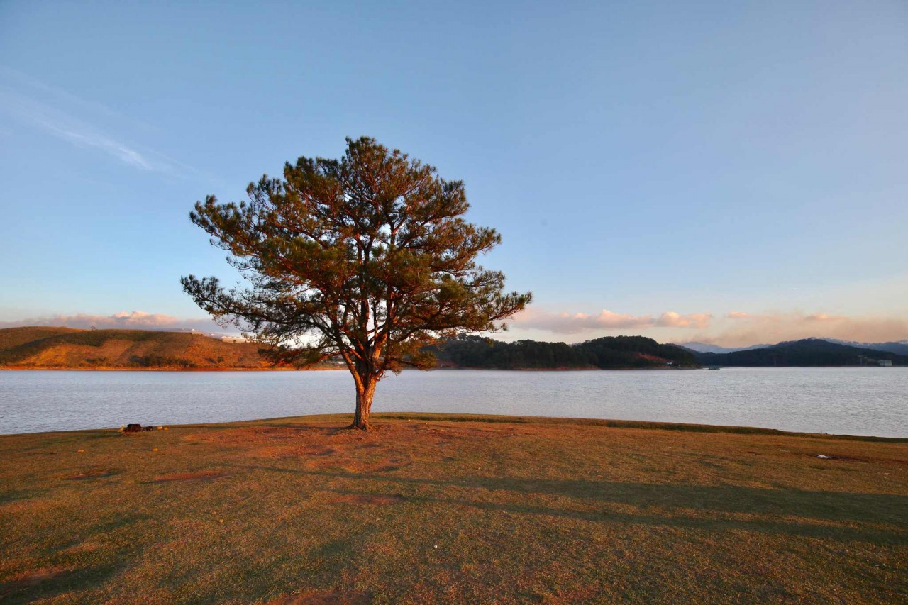 lonely trees of vietnam gen zs trendy check in spot