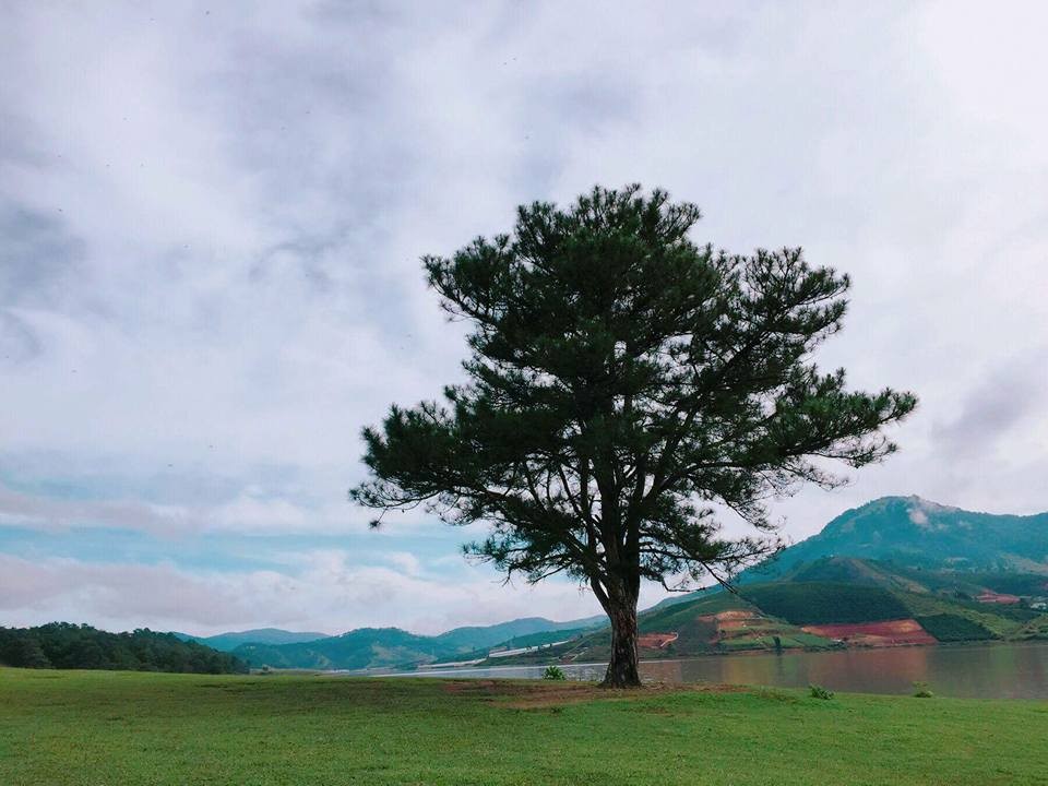 Discover The Unique “Lonely Trees” For Young Travelers To “Check-In” In Vietnam