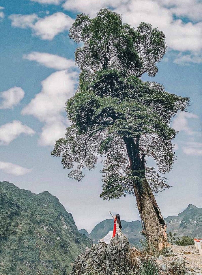 Discover The Unique “Lonely Trees” For Young Travelers To “Check-In” In Vietnam