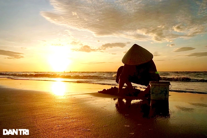  An old woman catching clams on the beach at dawn.  Photo: Dantri 