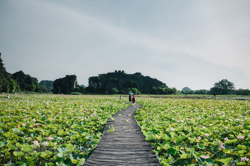 In recent years, Mua Cave has become a favorite destination for young people and tourists from all over the world for its majestic and flawless beauty, along with the scene of a dreamy lotus pond.  Photo: Vietnam+ 