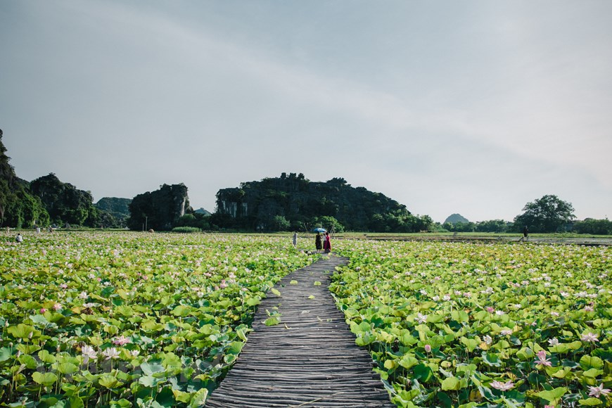 Walking in Green Tranquility: Lotus Pond at Ninh Binh's Mua Cave