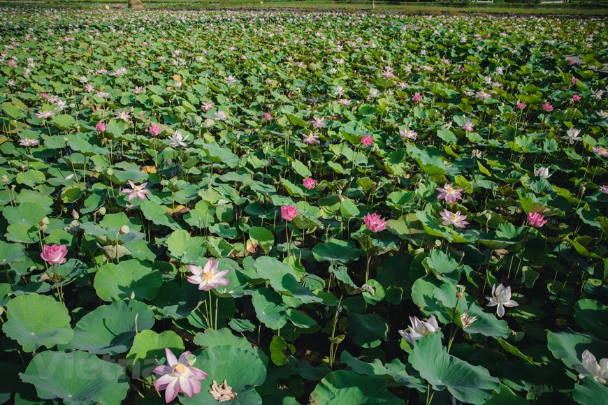 Located about 100km from Hanoi, it was not hard for tourists to find this place and enjoy the beautiful and colorful scenery of lotus blooming, which makes the place become a perfect “check-in” paradise.  Photo: Minh Son/ Vietnam+