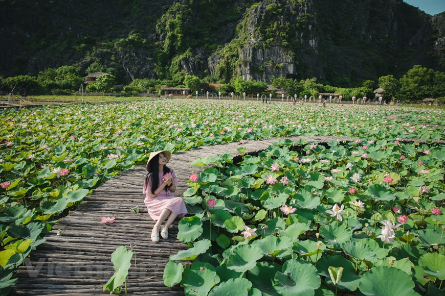 Lotus season in Mua Cave only happens once a year, and lasts till autumn so that tourists will have plenty of time to visit this place. Photo: Vietnam+ 