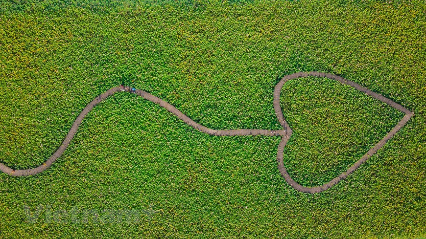 Heart-shaped wooden bridge embraced by the large lotus pond.  Photo: Vietnam+ 