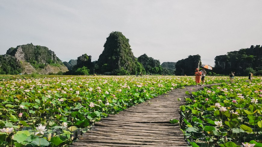 Lotus in Mua Cave was originated from Japan, which lasts much longer and has a brilliant and mesmerizing shade of pink colour.  Photo: Vietnam+ 