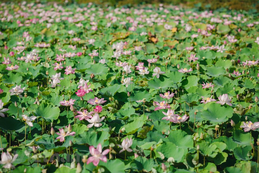 The lotus has two main colours: White and pink.  Photo: Vietnam+ 