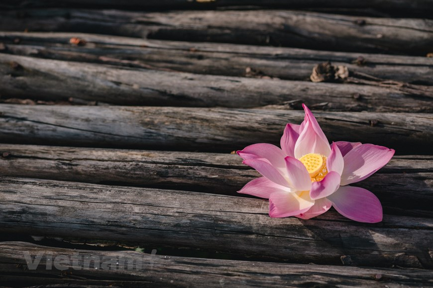 The lotus pond belongs to Trang An Landscape Complex. It is located near the foot of Ngoa Long mountain, surrounded by rice fields which creates a scenic beauty.  Photo: Vietnam+ 