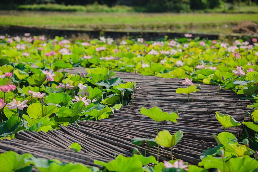 According to local people, the lotus flowers are the most beautiful in June and July, and can bloom till the end of the year.  The perfect time to go taking pictures and seeing the flowers is in the early morning. Fresh air and peacefulness bring a comforting feeling and a sense of content to the tourists. Photo: Vietnam+ 