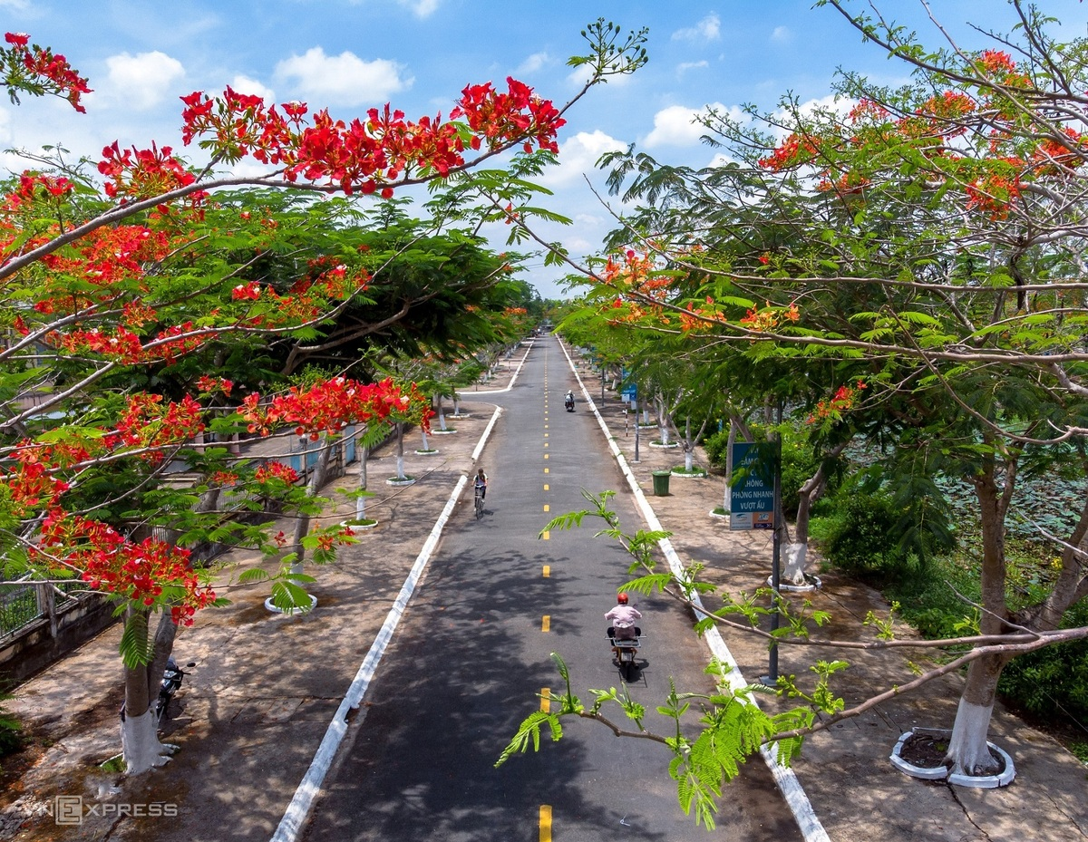 Hau Giang is located about 60km from Soc Trang. The young photographer arrived here just in time to capture the phoenix flowers blooming in two side of the roads in Vi Thuy District.  Photo: VnExpress 