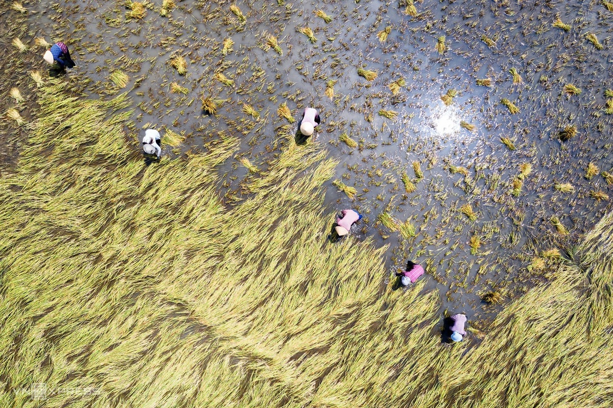 People harvesting in the rice field in March, 2021. The photograph was taken when Minh Luong was wandering around Co Do District, Can Tho.  Photo: VnExpress 