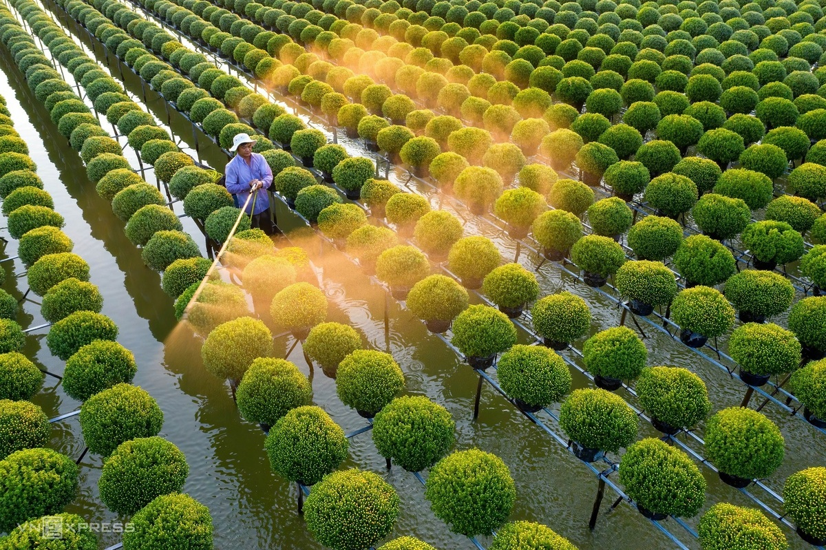 One of Minh Luong’s favorite places in Dong Thap is the raspberry chamomile flower fields in Tan Khanh Dong Commune. This is where local people plant these famous flowers and sell them in Tet holiday, as it is a symbol for prosperity and happiness.  Photo: VnExpress 