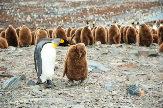 Photo: Swoop Antarctica 