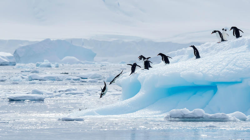 The Best "Bucket List" Travel Expriences In Antarctica