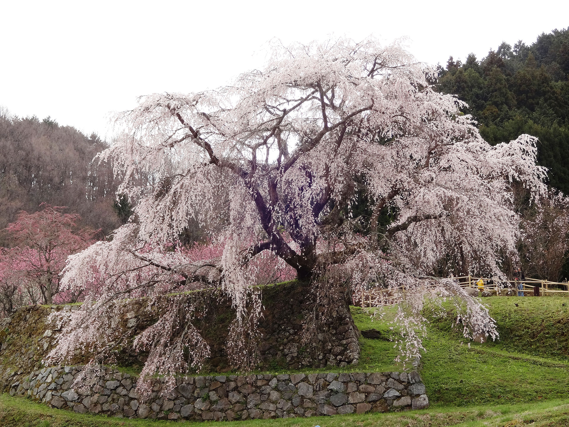 Japan: 300-year-old Weeping Cherry Blossom Tree With Acient Forklore