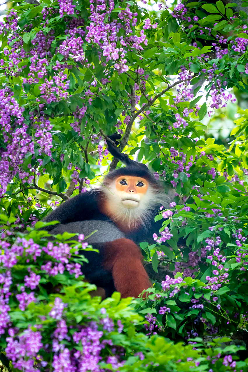 Try and catch a glimpse of the amazing red-shanked Douc langur in Bach Ma National Park © quangpraha / Getty Images