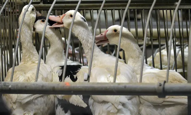 Ducks at a farm in Caupenne, south-western France, where they are force-fed to produce the foie gras delicacy. Photograph: Gaizka Iroz/AFP/Getty
