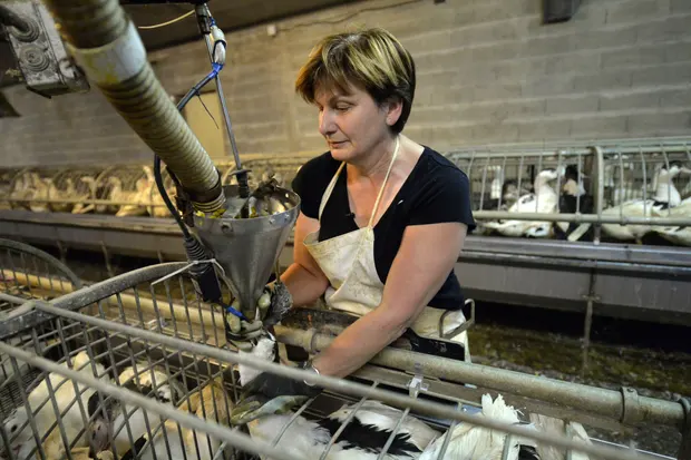 Ghislaine Lalanne force-feeds ducks at her farm in Caupenne, south-western France. Foie gras producers have been badly hit by outbreaks of avian flu in recent years, forcing them to slaughter thousands of birds. Photograph: Gaizka Iroz/AFP/Getty