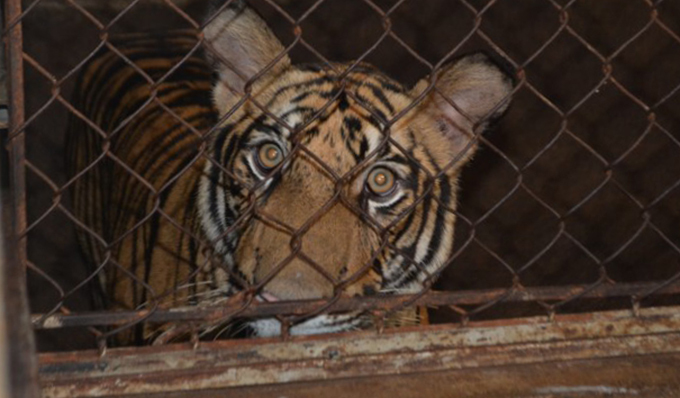The tigers were kept in filthy cages. Photo: VnExpress 