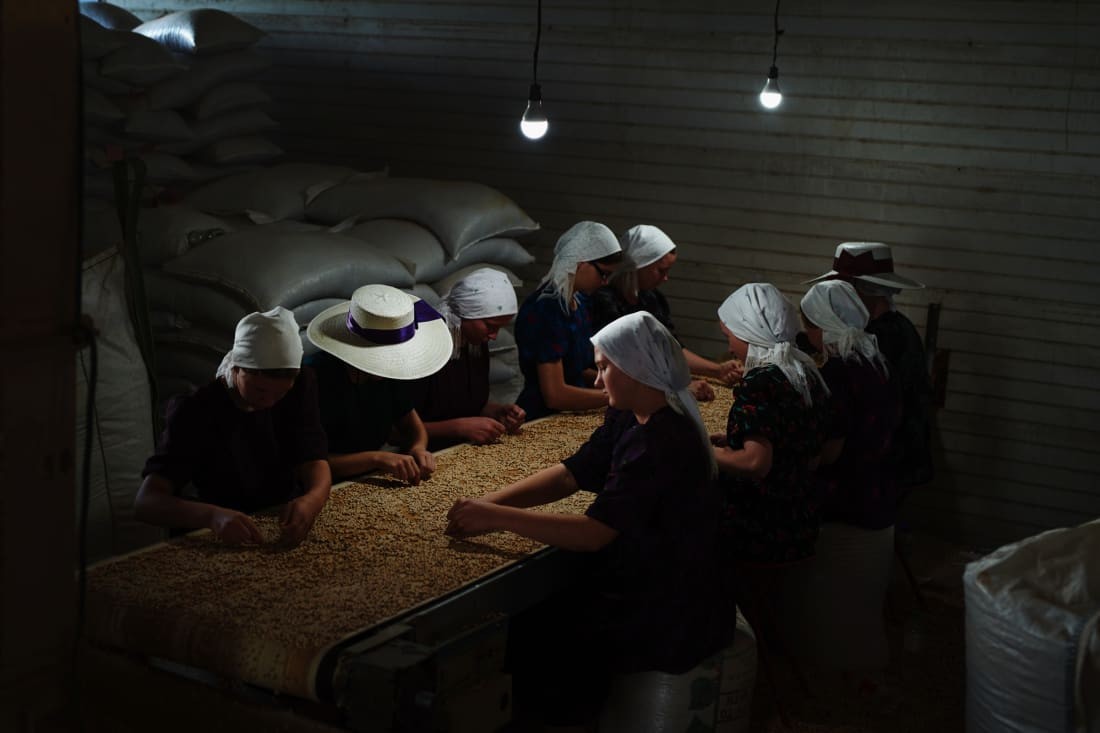 Mennonites, pictured here sorting beans, rely on commercial agriculture, despite their isolation from wider Belizean society. Jake Michaels/Courtesy Setanta Books