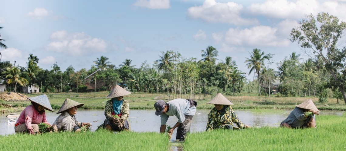 Top 10 Largest Rice Producing Countries in The World