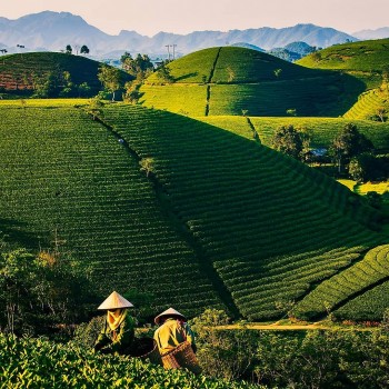 Top 10 Largest Tea Producing Countries in The World