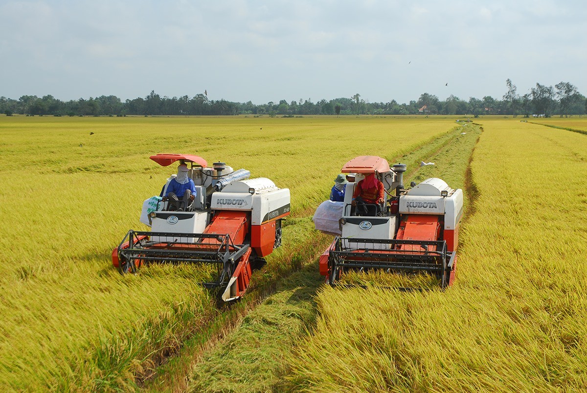 Top 10 Largest Rice Producing Countries in The World