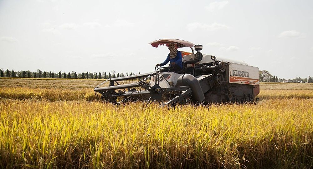 top 10 largest rice producing countries in the world