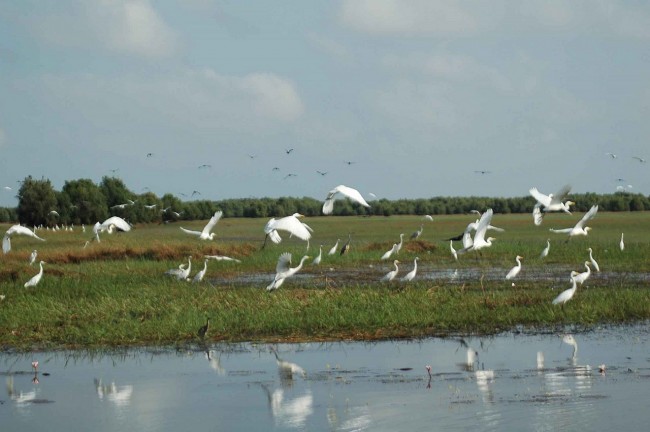 Magnificent Beauty of Tram Chim National Park – The Gem of Southern Vietnam