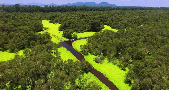 Explore Tra Su Cajuput Forest - The Enchanted Green Wonderland of Vietnam