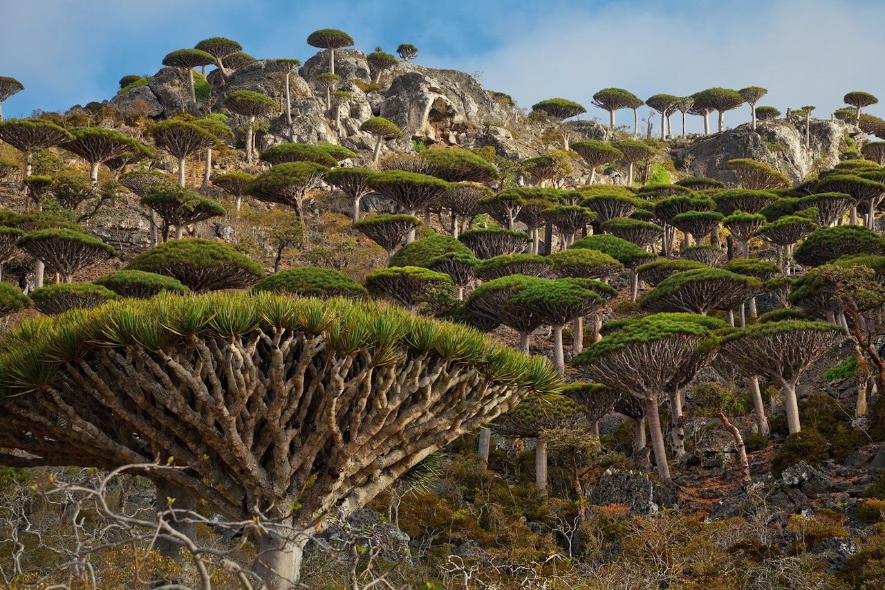 Dragon’s blood forests are nearly devoid of seedlings and young trees. Some scientists blame a lack of water caused by a decrease in seasonal cloud cover—and predict that many stands could disappear within a century. MARK W. MOFFETT