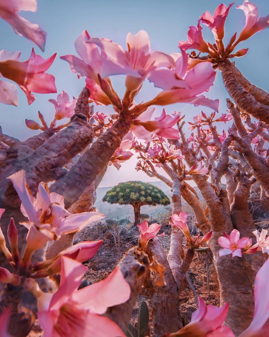 Isolated Socotra - Discover The Strangest Alien – Like Place in The