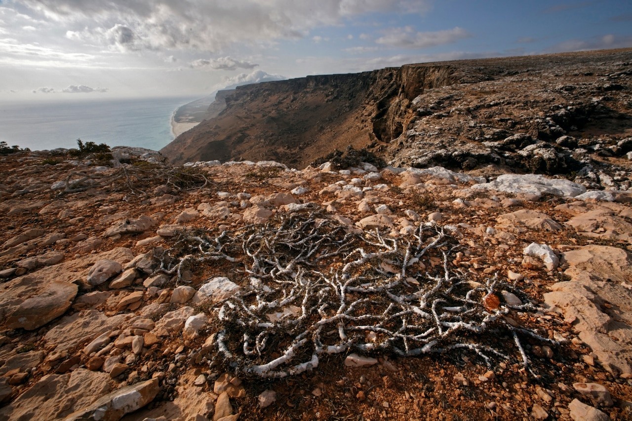 Crotons usually grow as tall shrubs, but this cliff-top one on Socotra’s southwestern coast has been “pruned” to prostrate form by sustained winds of more than 20 miles an hour. MARK W. MOFFETT