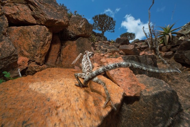 Chamaeleo monachus is found solely on Socotra, as are 90 percent of the island’s other reptiles. Local people believe the chameleon is magic: It’s said that a person hearing its hiss will lose the ability to speak. MARK W. MOFFETT