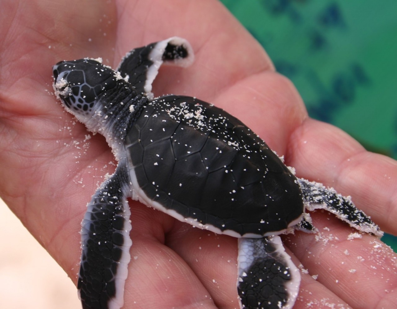 Baby turtle (Chelonia Mydas) that just hatched | © Manuel Heinrich Emha / WikiCommons