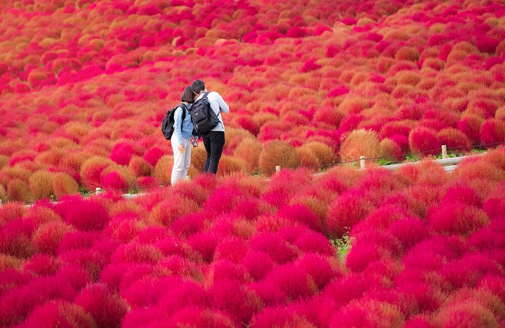 Photo: Ikidane Nippon 