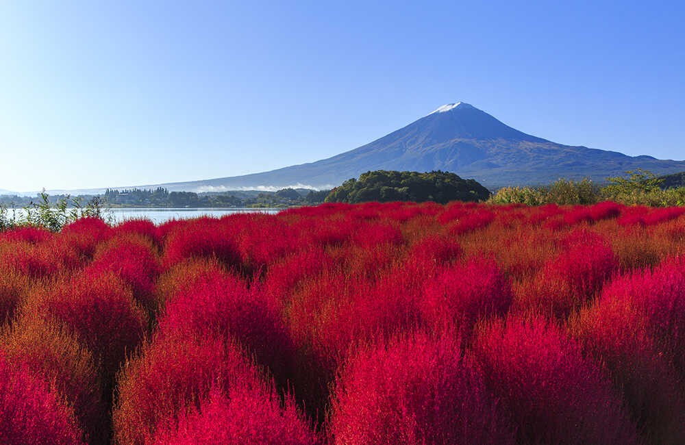 Oishi Park at the north shore of Lake Kawaguchi offers a superb view of both the lake & Mt. Fuji. Photo: Ikidane Nippon 